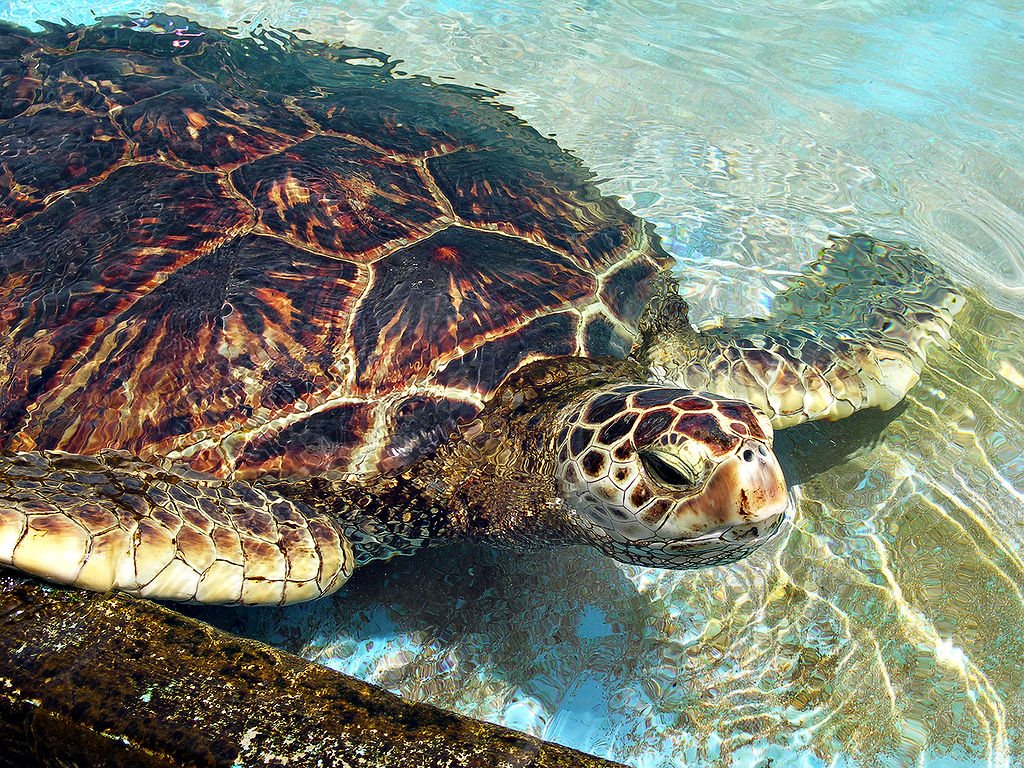Green-Sea-Turtle.jpg