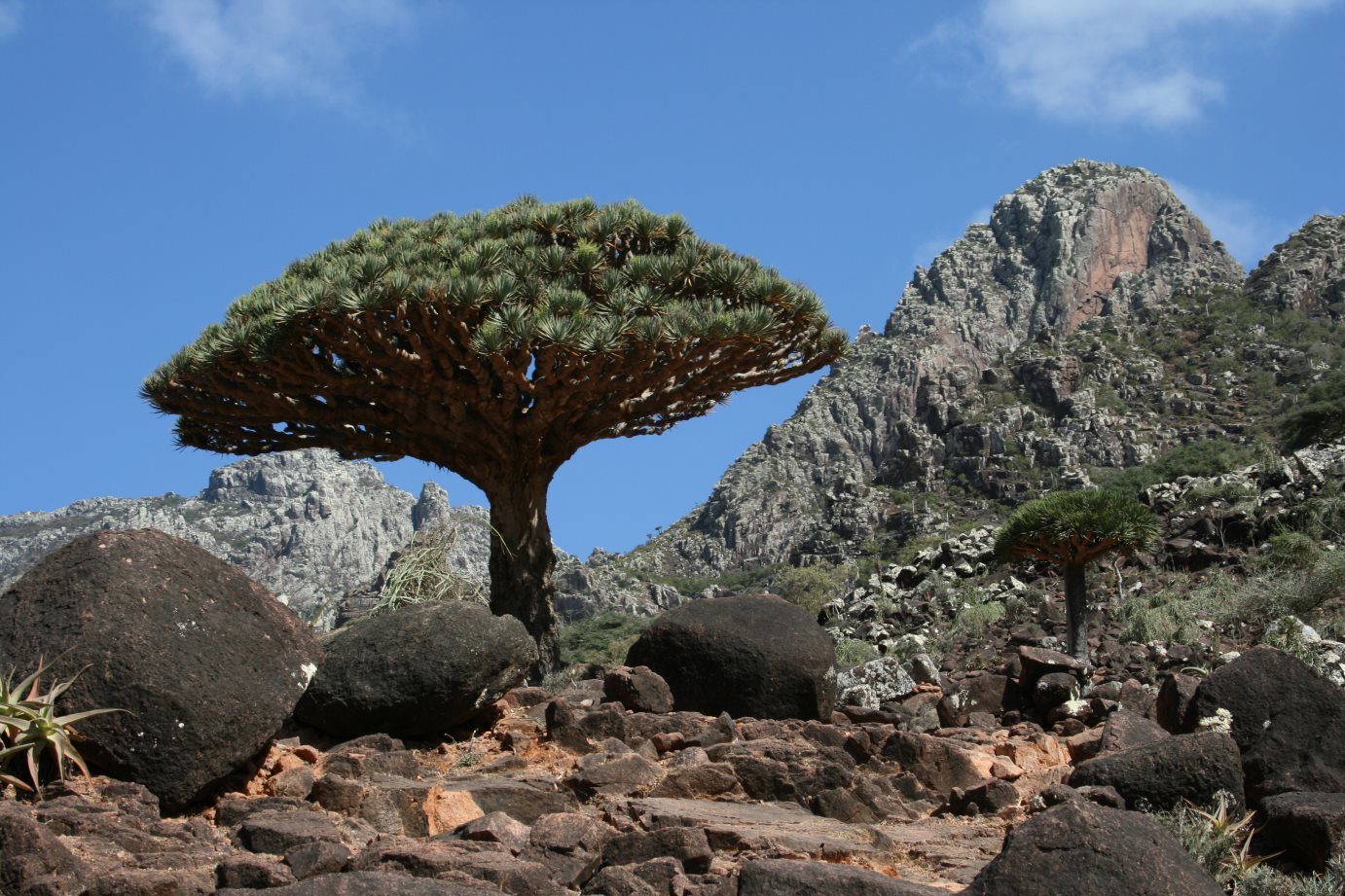 Socotra071.JPG