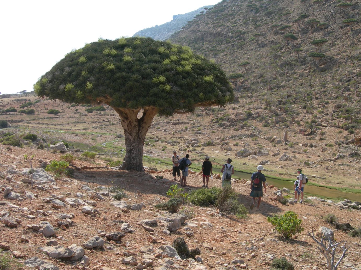 Socotra2006137.jpg