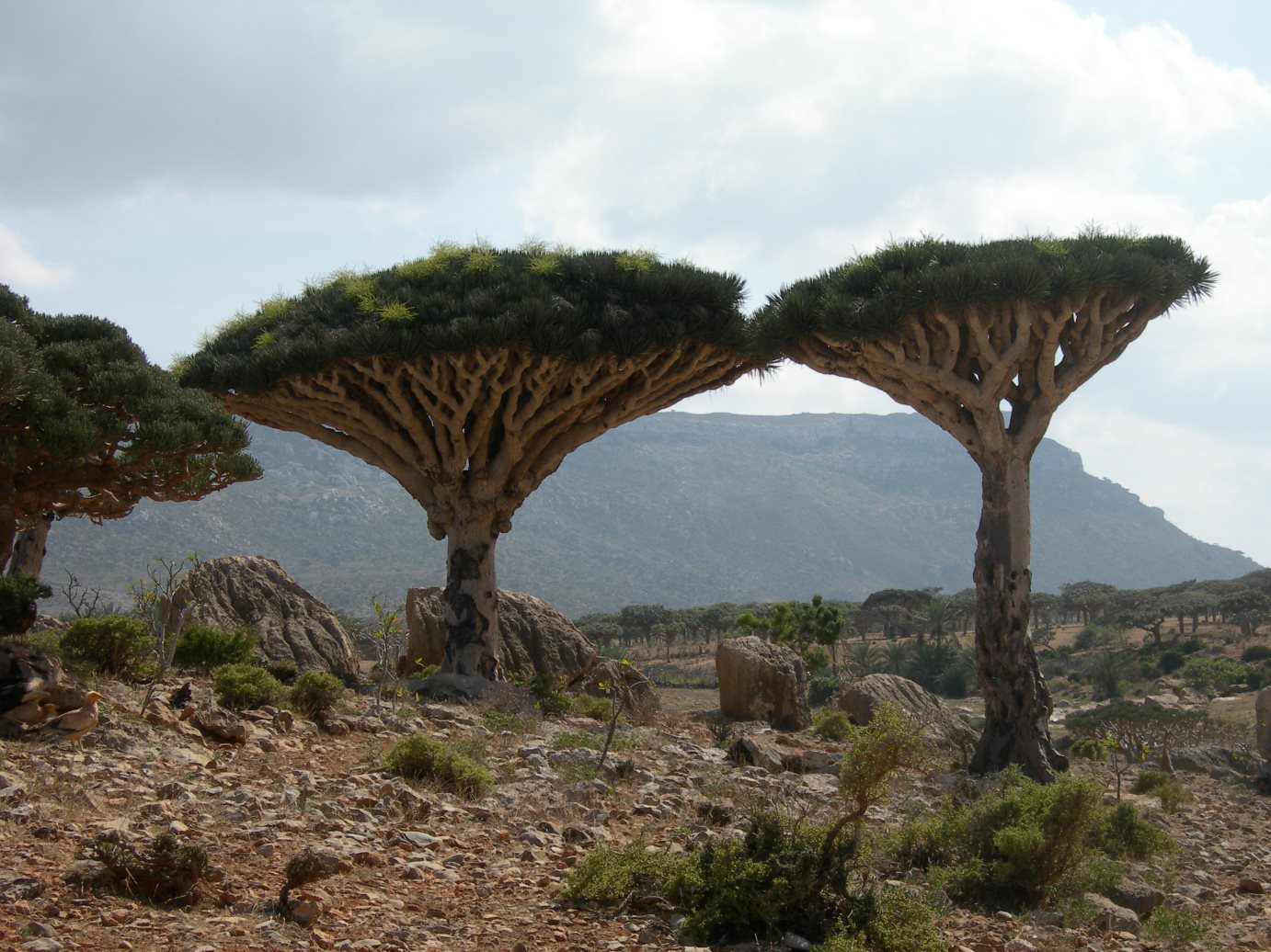 Socotra2006139.jpg