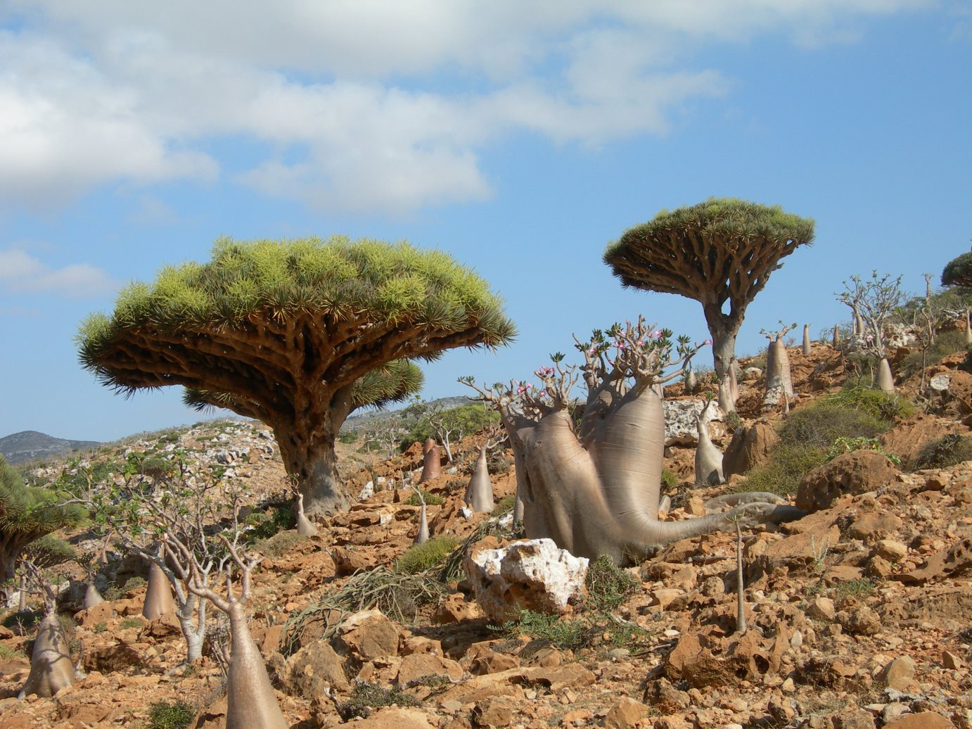 Socotra2006154.jpg