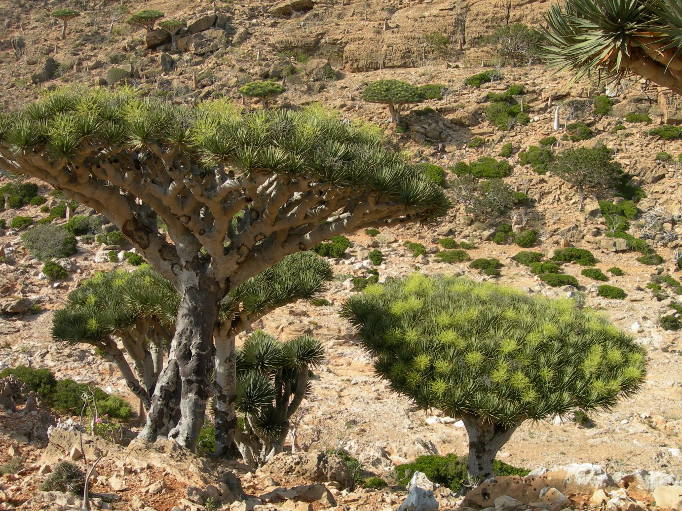 Socotra2006155.jpg